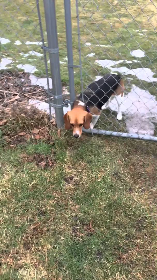 Adorable Beagle Tries To Show Off But It Backfires!
