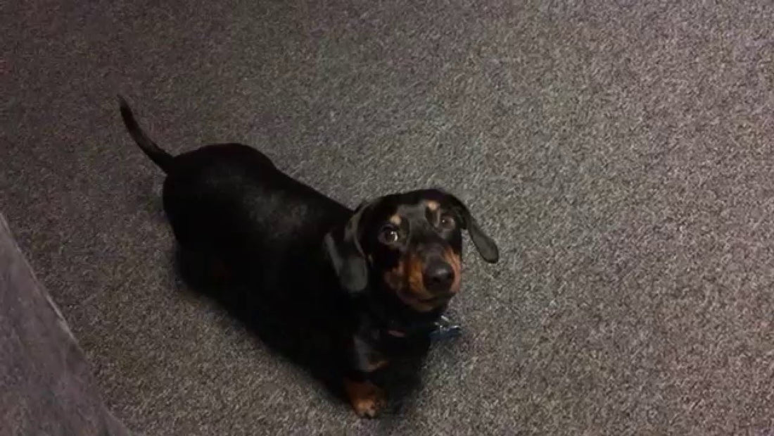 Adorable Dachshund Caught Doing Something, But His Expression Is Hilarious!