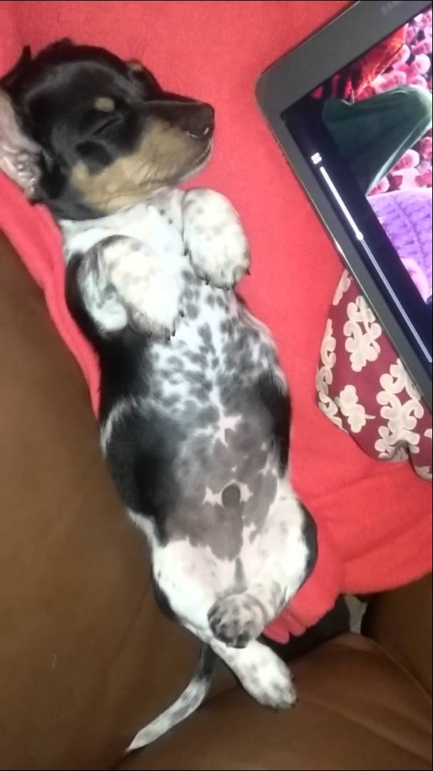 Adorable Dachshund Does His Famous Dance While Sleeping! Aww!!