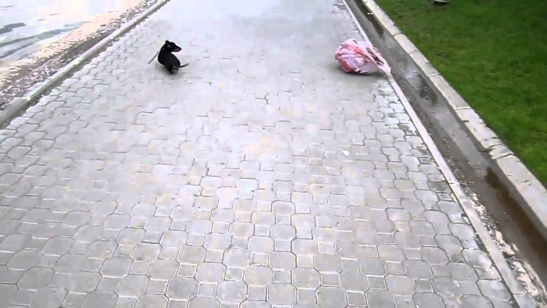 Adorable Dachshund Gets Intimidated By A Plastic Bag Then Surrenders! #LeaveMeAloneBag!