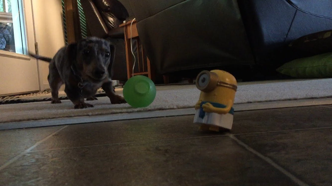 Adorable Dachshund Gets Intimidated As Talking Happy Meal Minion Toy Argues With Her!