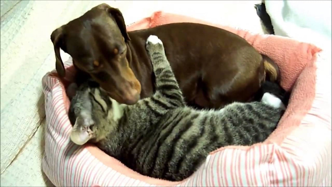 Adorable Dachshund Gets Unlimited Good Night Kisses From Her Pal The Kitten! #Aww!