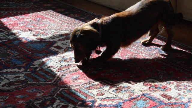 Adorable Dachshund Has The Whole House to Himself Then Poses for The Camera!