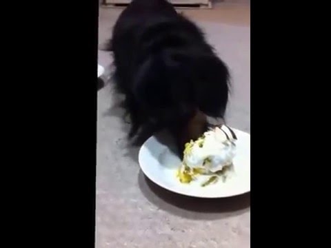 Adorable Dachshund Helps Himself To A Delicious Cake!