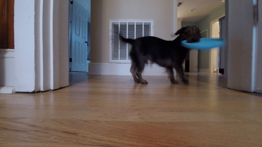 Adorable Dachshund Plays Frisbee...Indoors? Look At Him Chase!