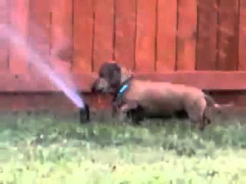 Adorable Dachshund Pup Attacks A Sprinkler Head And Doesn't Give Up!