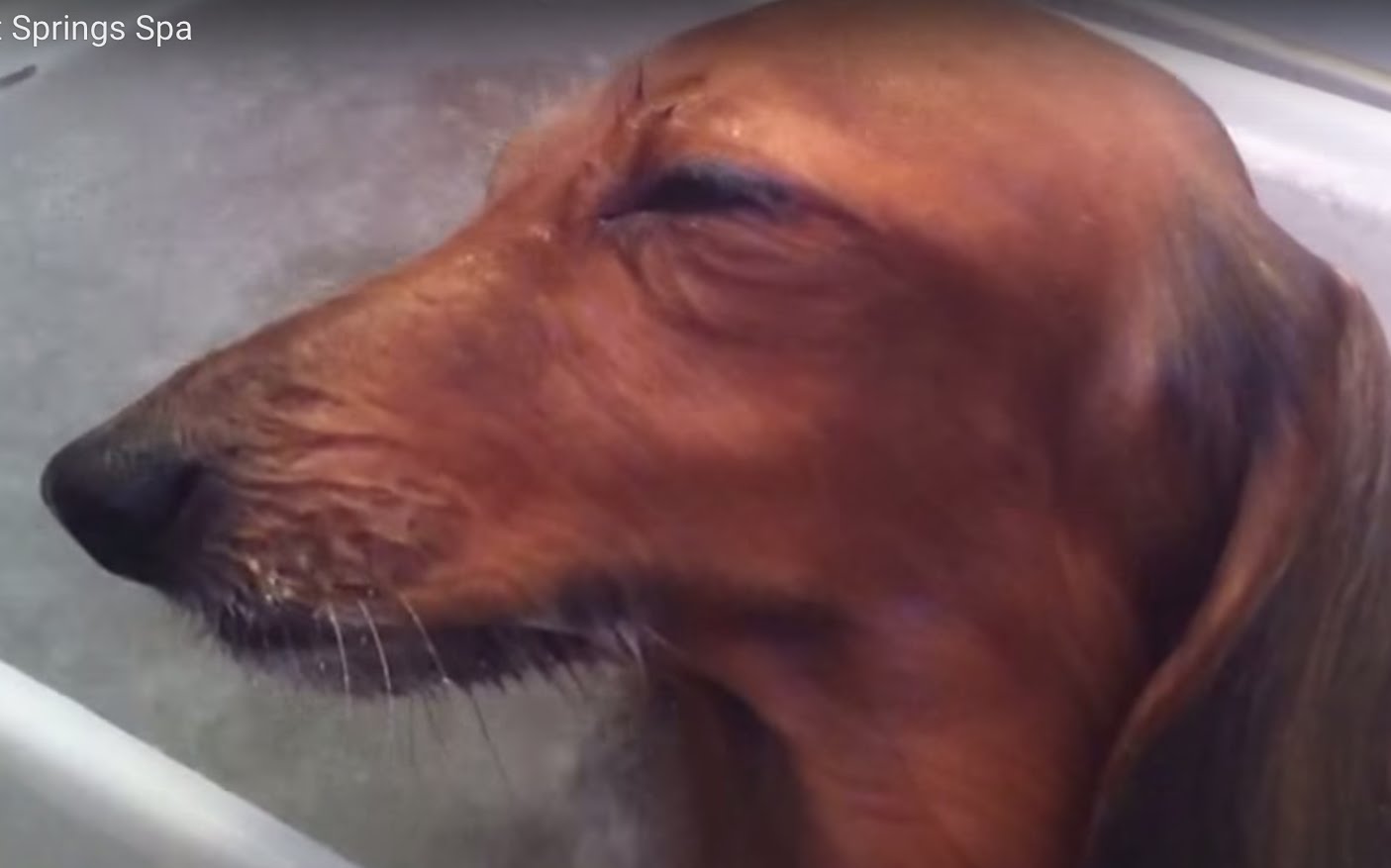Adorable Dachshund Pup Enjoys Her Hot Springs Spa! – A Dog's Love
