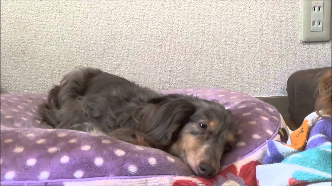 Adorable Dachshund Pup Falling Asleep Will Warm Your Heart!