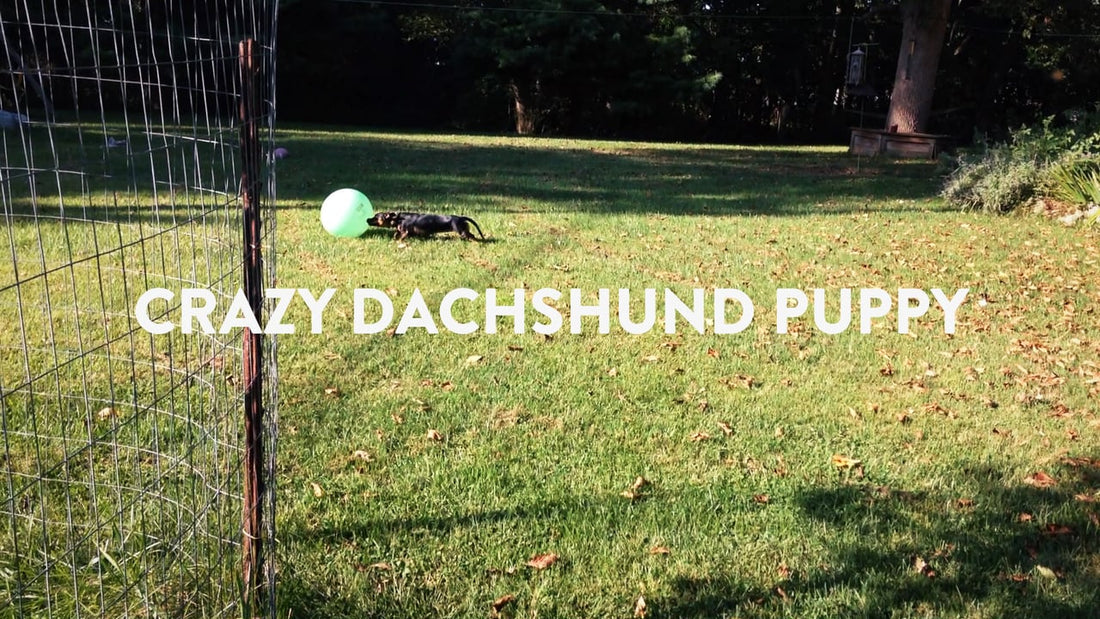 Adorable Dachshund Pup Goes Crazy Over Her Massive Green Ball!