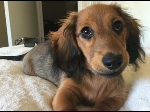 Adorable Dachshund Pup Has Learned To Wink To The World!
