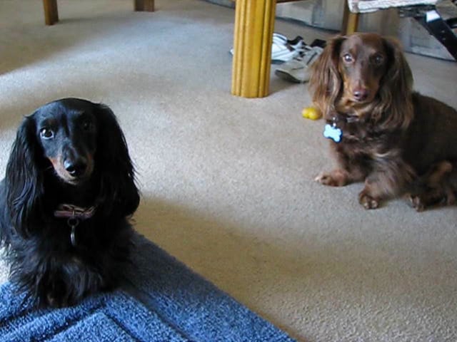 Adorable Dachshund Pup Kisses Her Brother And Melts Everyone's Heart...For A Treat!