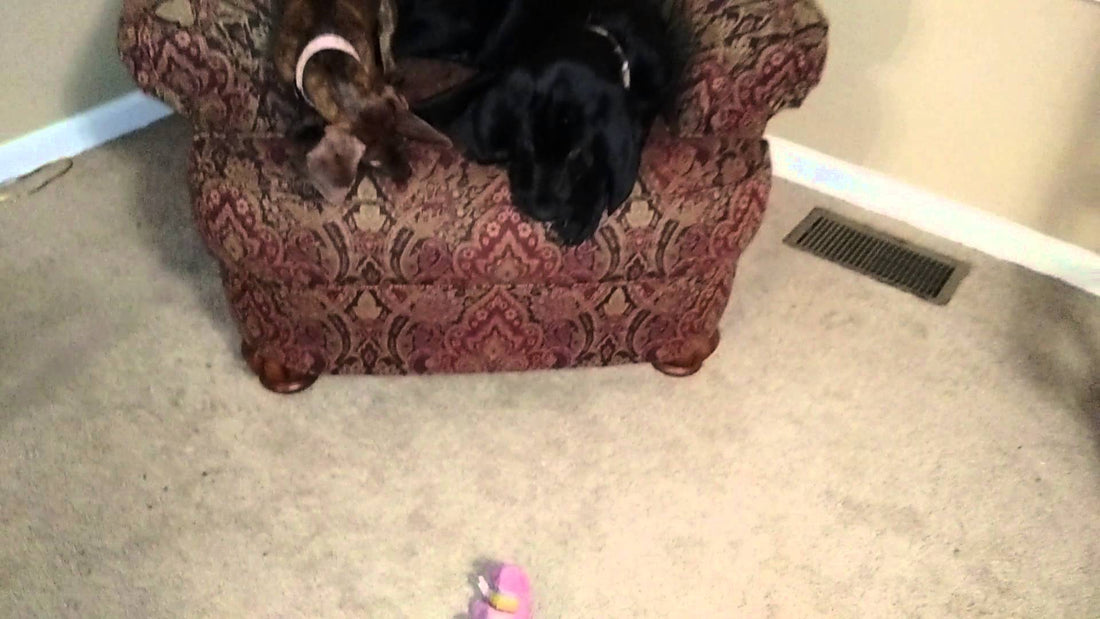 Adorable Dachshund Pup Outsmarts Her Labrador Mix Sibling For Squeaky Toy!