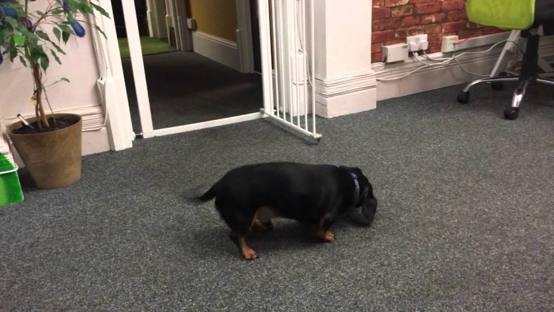 Adorable Dachshund Pup Plays With Carrots Before Eating Them!