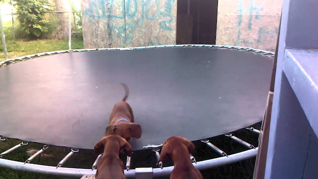 Adorable Dachshund Pup Shows His Siblings What A Trampoline Is Really For!