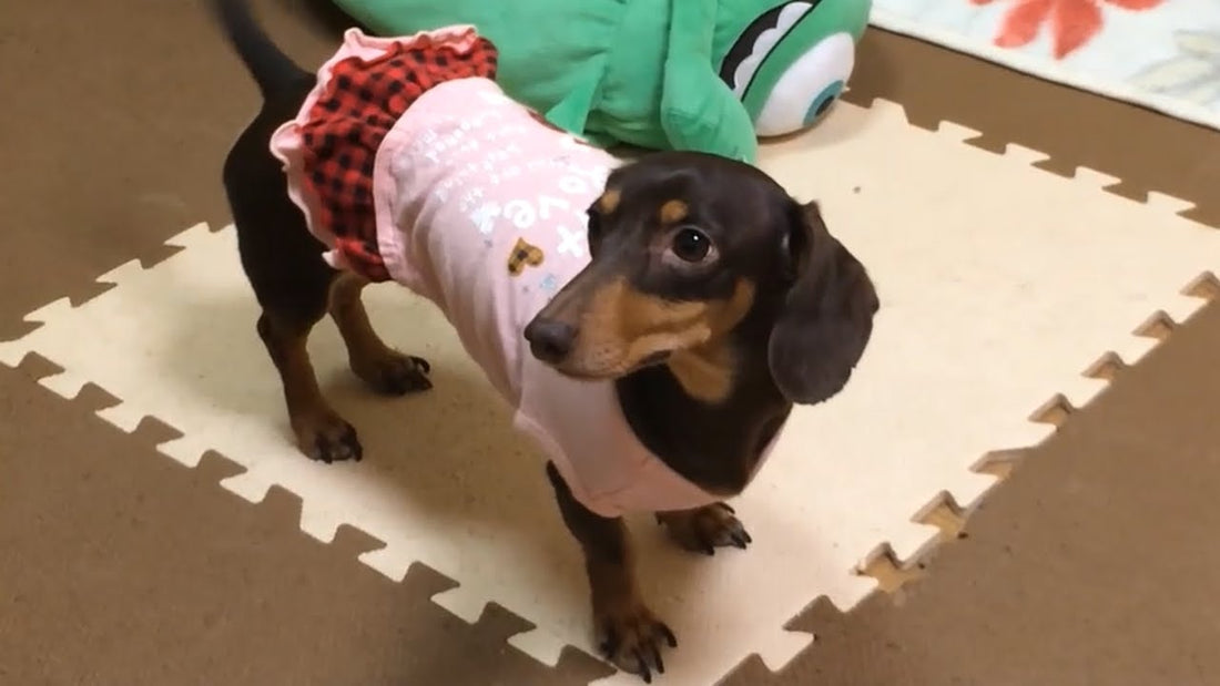 Adorable Dachshund Pup Shows You Her Doxie Dance!