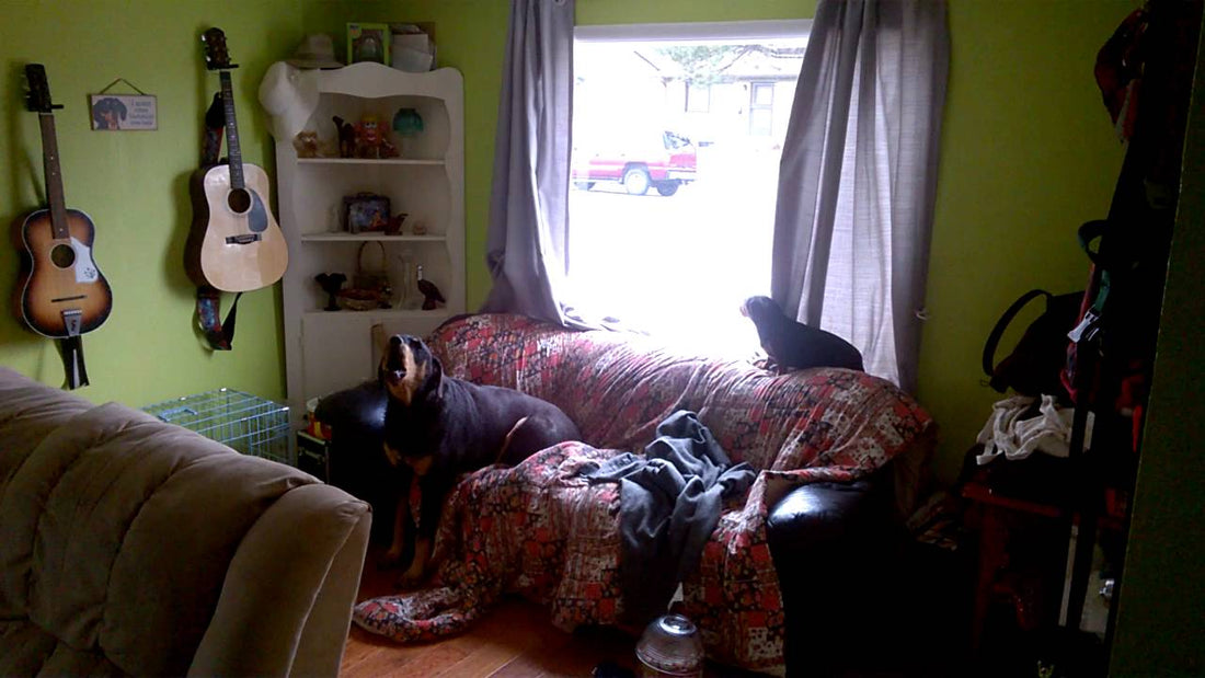 Adorable Dachshund Pup Starts A Barking Competition With His Sibling!