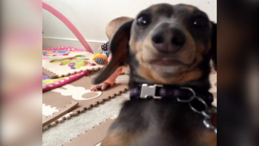 Adorable Dachshund Pup Video Bombs Sister's First Crawl!