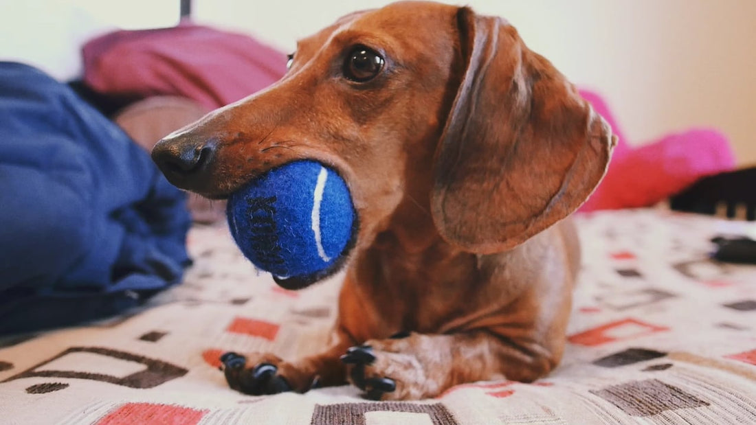 Adorable Dachshund Pup Will Do Anything To Keep His Tennis Ball With Him!