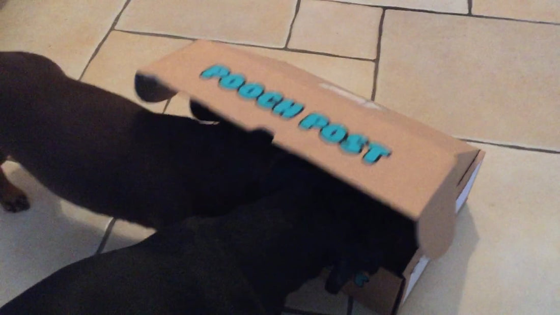 Adorable Dachshund Pups Receive Their Pooch Post, But What's Inside The Box?