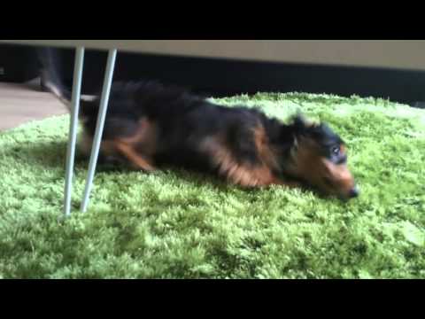 Adorable Dachshund Takes A Bath Then Decides To Dry Like This!