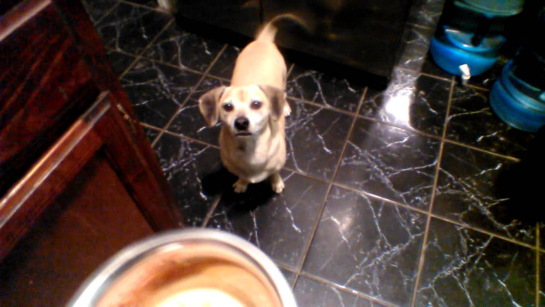 Adorable Dachshund Wags His Tail A Mile A Minute For A Special Reason!