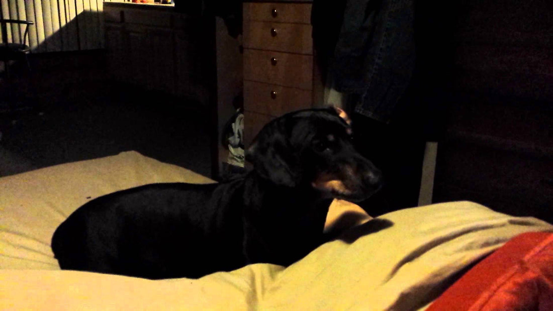 Adorable Dachshund Wouldn't Let Ringtone Notify His Person! #ItsMyJob!