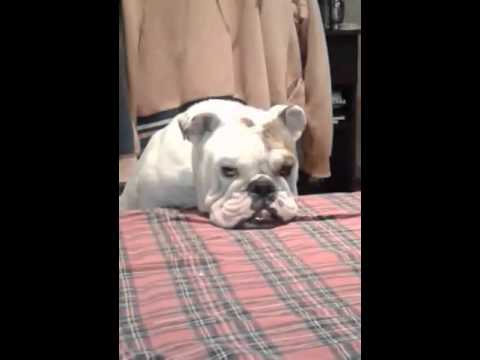 Adorable English Bulldog Cries Like A Goat And It's Hilarious!