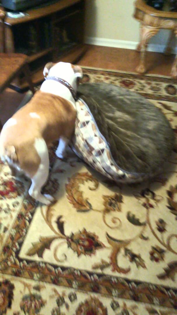 Adorable English Bulldog Gets A New Bed And He Loves It!