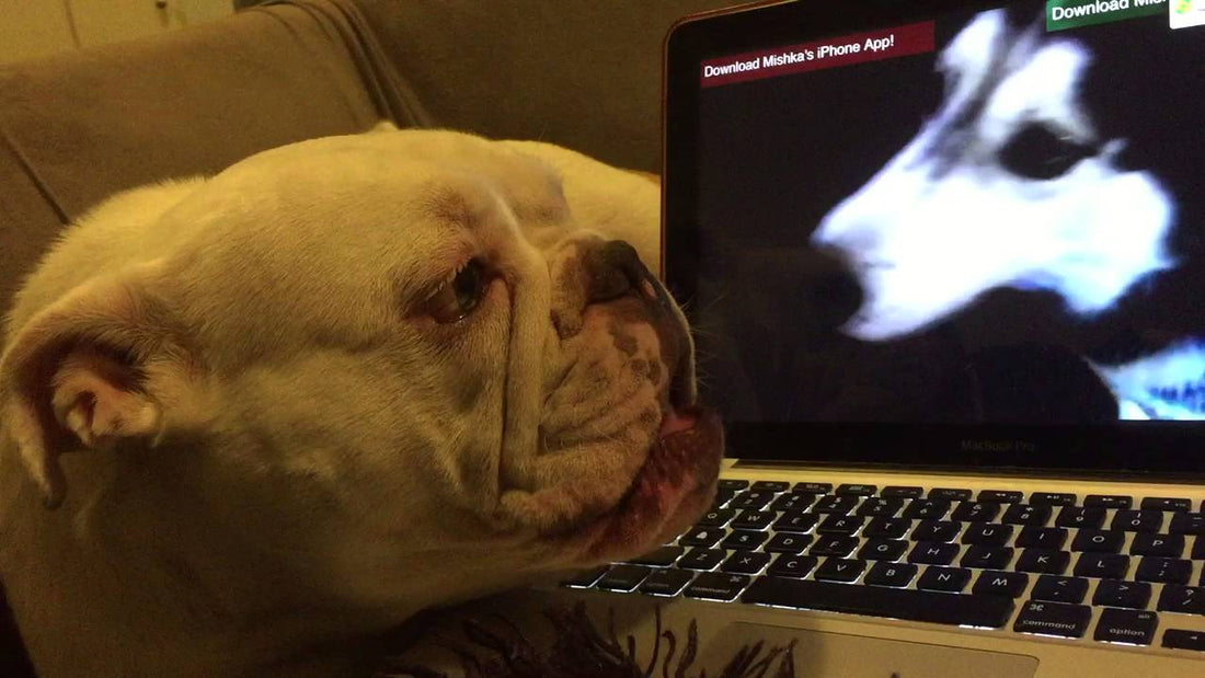 Adorable English Bulldog Has YouTube Conversations With Husky!