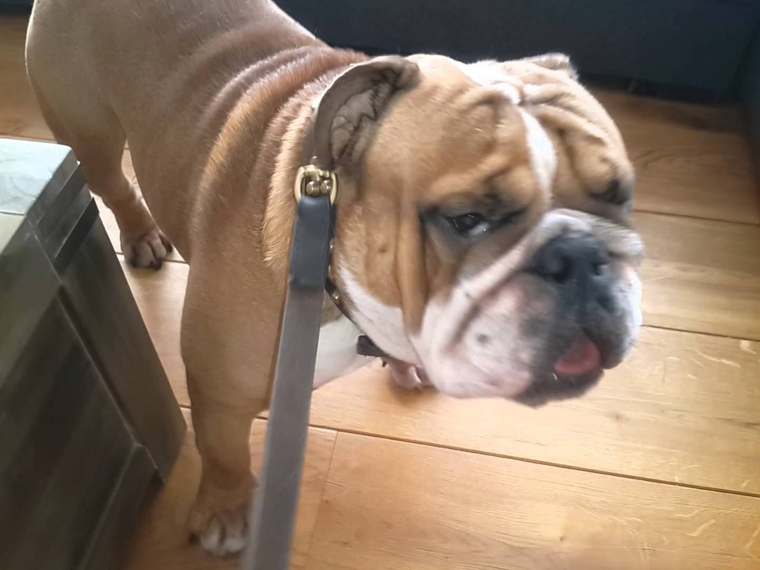 Adorable English Bulldog Ignores Mommy For A Hilarious Reason!