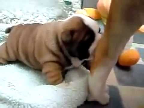 Adorable English Bulldog Is Afraid Of This Doll! He Tries Hard To Get Close, But Then Chickens Out!