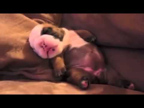 Adorable English Bulldog Is Definitely Dreaming Of Spiderman! Look At Those Web-Shooters Go!