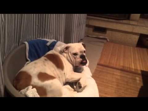 Adorable English Bulldog Is Fast Asleep, But Seconds Later I'm Laughing Out Loud!