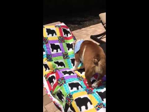 Adorable English Bulldog Is On A Mission - Mission Retrieve Blanket!