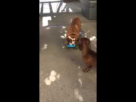 Adorable English Bulldog Learns To Skate For The First Time!