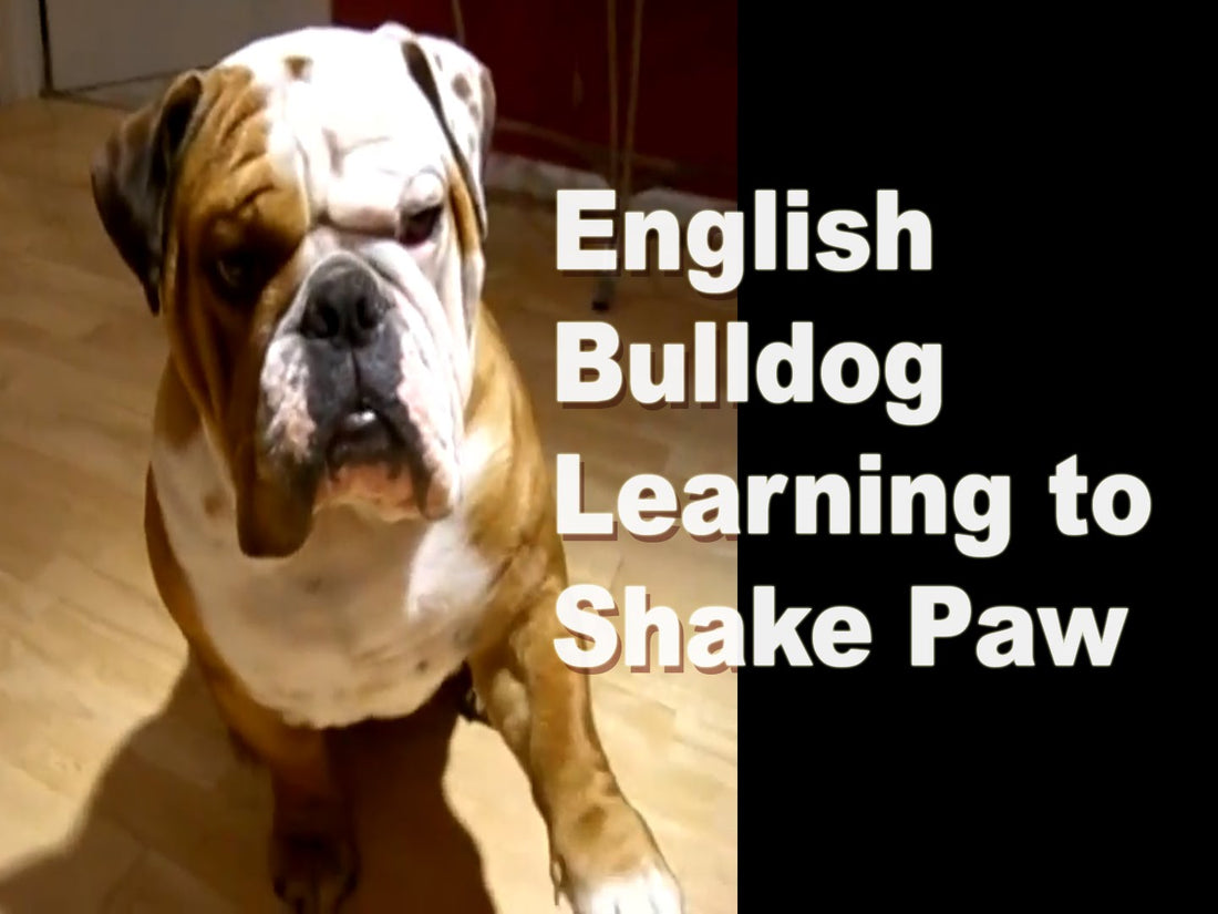 Adorable English Bulldog Learns To Shake Paw Like A Boss!
