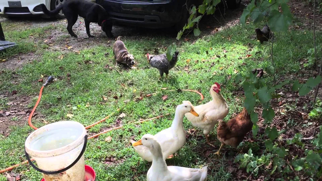 Adorable English Bulldog Plays With Her Friends, Ducks And Chickens, Outside!
