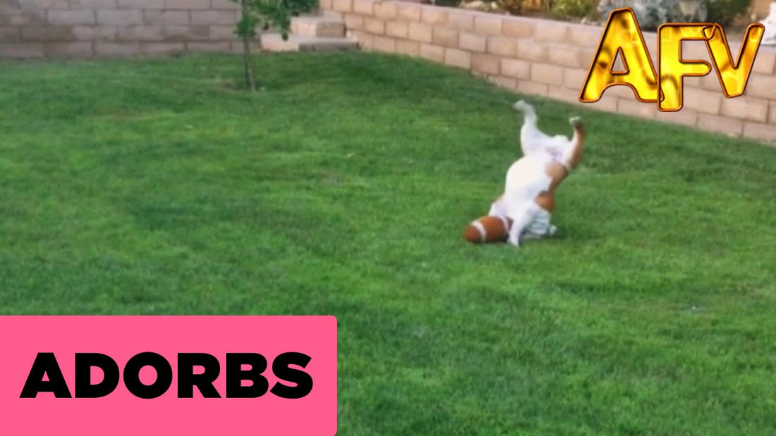Adorable English Bulldog Pup Chases The Ball, Ends Up Doing A Stunt!