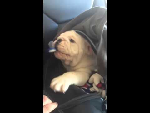 Adorable English Bulldog Pup Uses This To Calm Himself During A Flight!