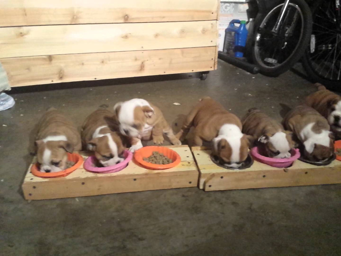 Adorable English Bulldog Puppies Eating Will Melt Your Heart!