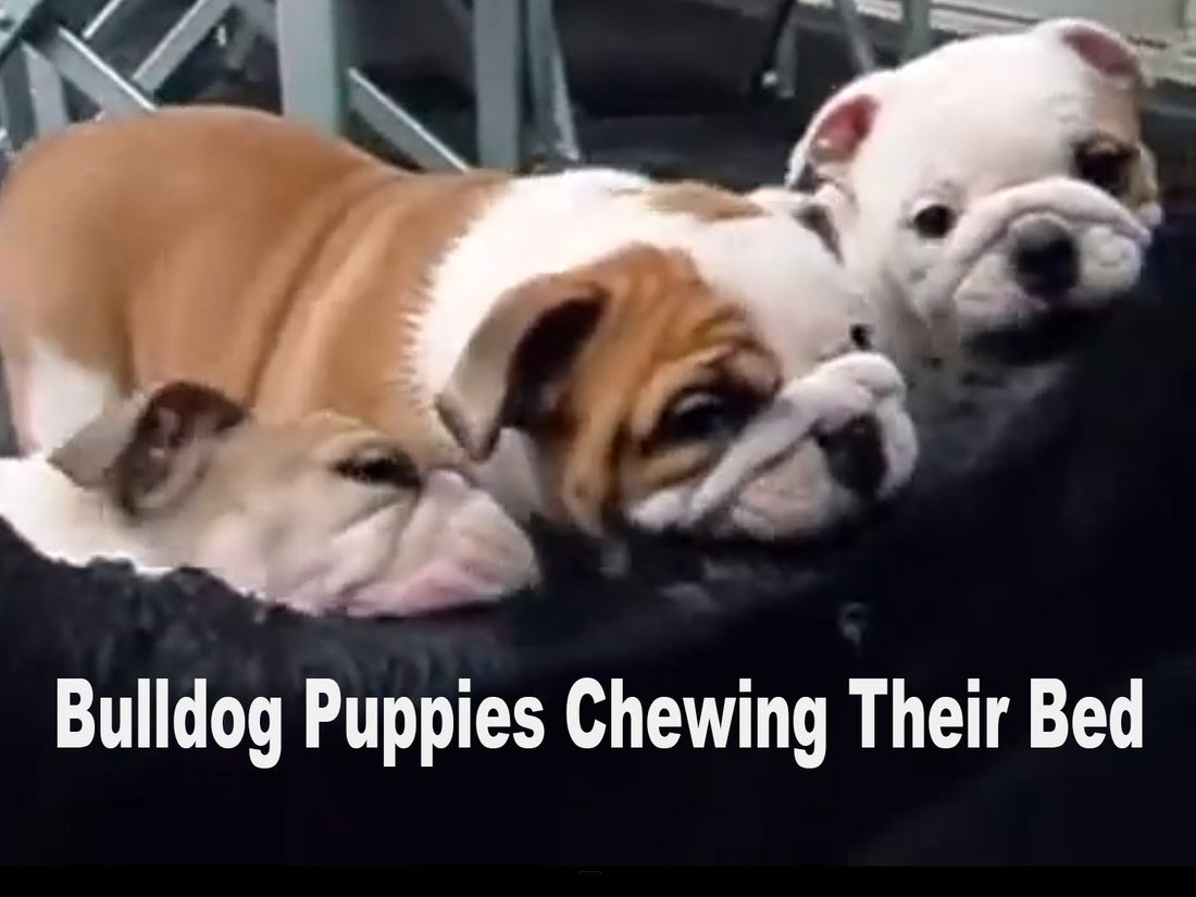 Adorable English Bulldog Puppies Chew Their Bed Together!