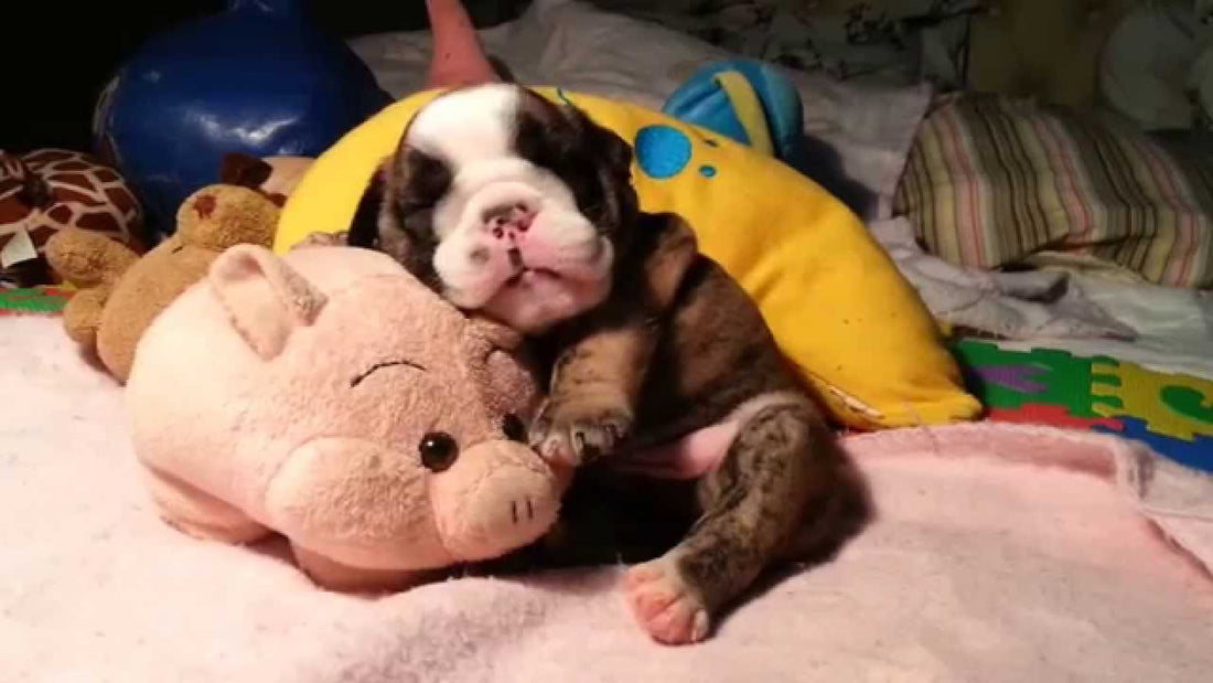 Adorable English Bulldog Puppy Is All Of Us On A Cozy Afternoon!