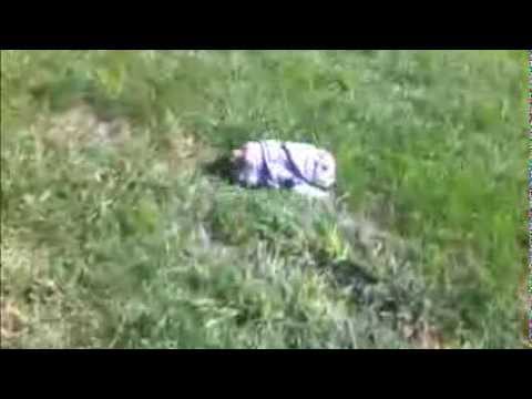 Adorable English Bulldog Puppy Loves Rolling Down Hills!