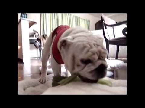 Adorable English Bulldog Pup's Old Footage Will Bring A Smile To Your Face