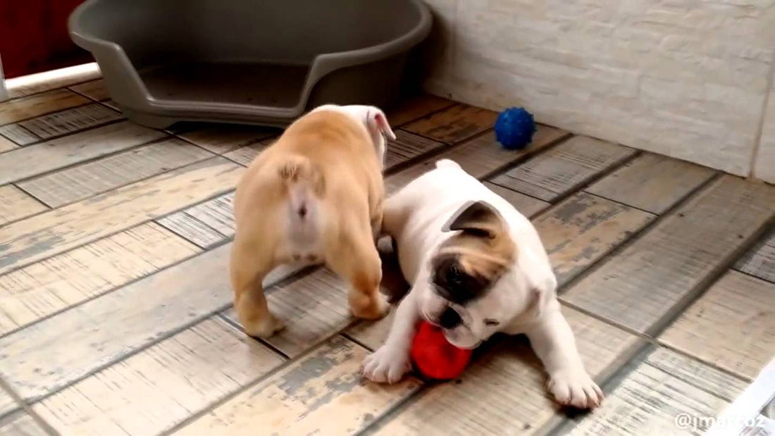 Adorable English Bulldog Pups Playing Catch And Run Is The Next Best Thing Today!