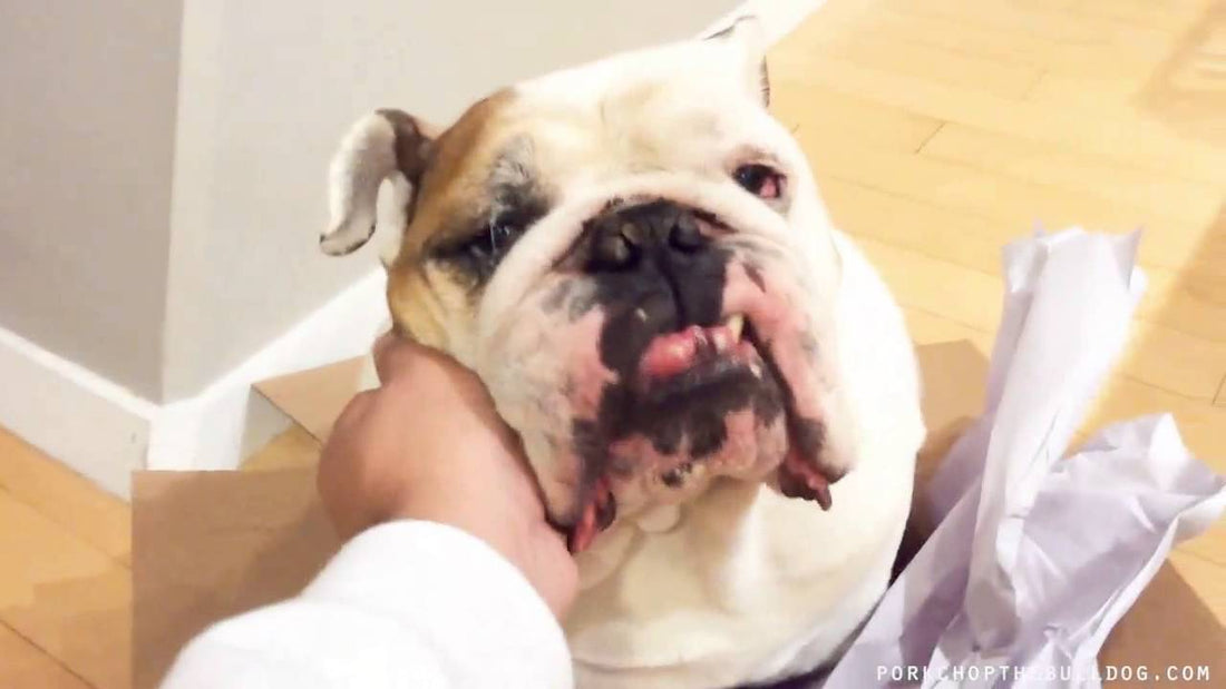 Adorable English Bulldog Sits In A Box To Channel His Inner Cat! LOL