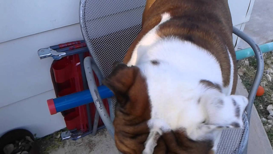Adorable English Bulldog Sits Outside To Look At Birds!