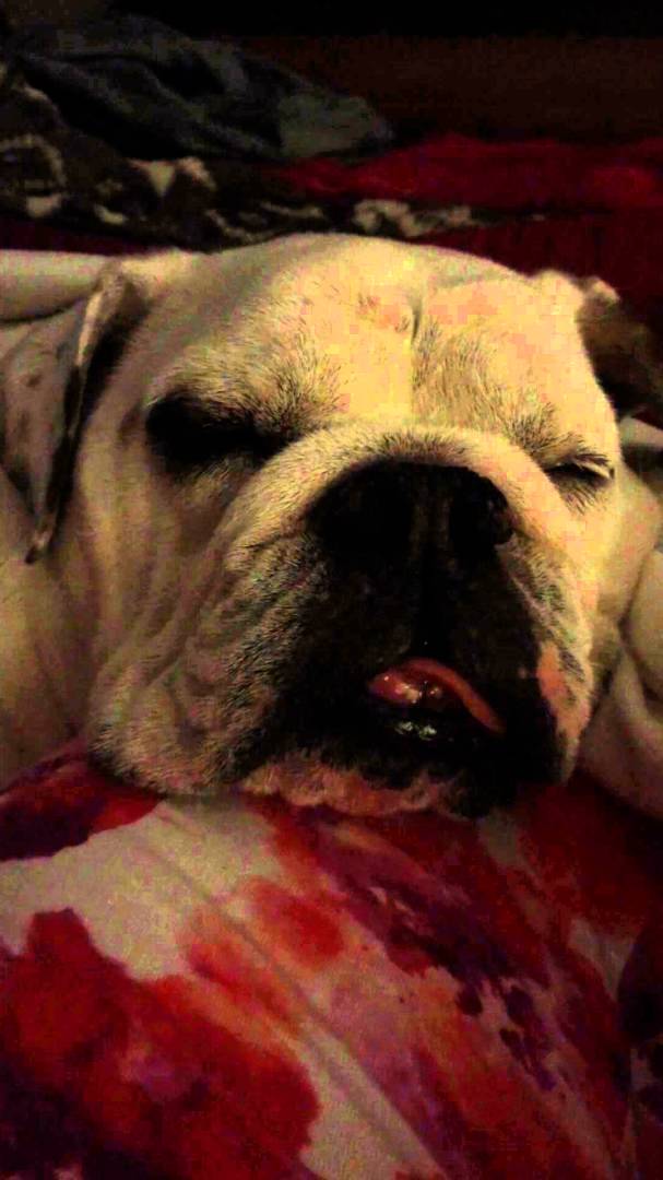 Adorable English Bulldog Snores The Roof Off The House!