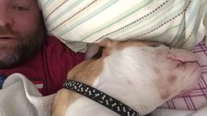 Adorable English Bulldog Wakes His Person In The Most Hilarious Way!