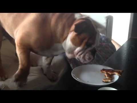Adorable English Bulldog Wants Pizza, But He Fails To Steal It!